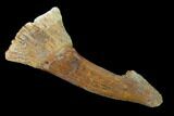 Fossil Sawfish (Onchopristis) Rostral Barb- Morocco #135001-1